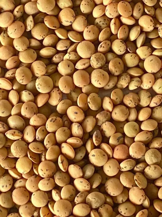 المحاصيل البقولية – AGROVA