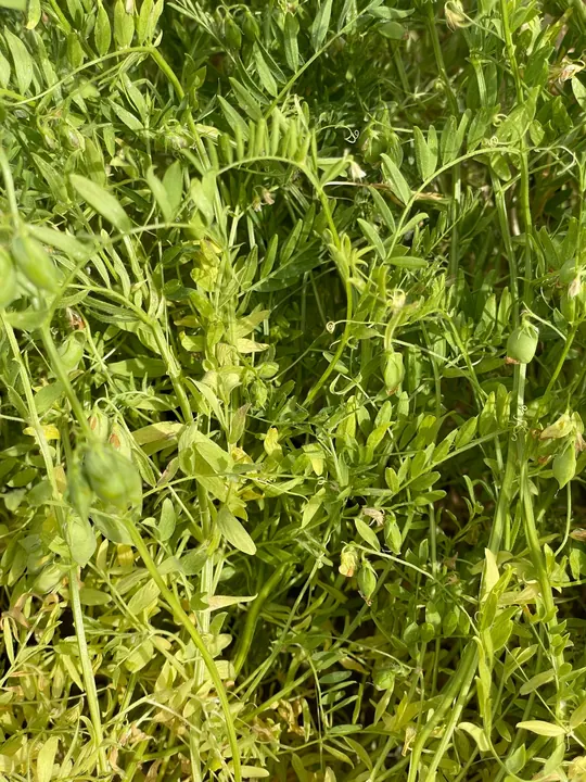 المحاصيل البقولية – AGROVA