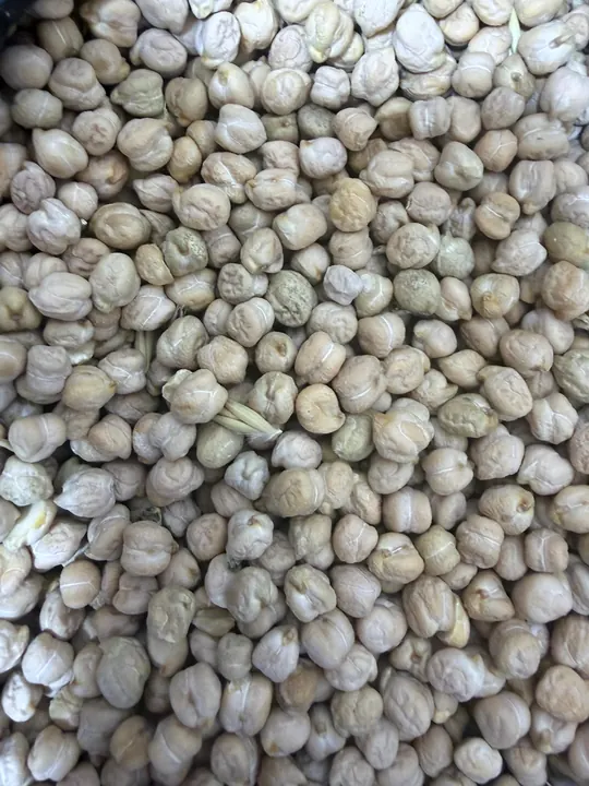 المحاصيل البقولية – AGROVA
