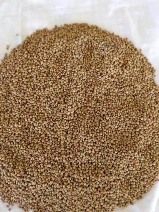 البذور والمعالجة – AGROVA