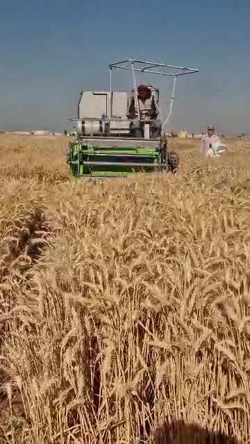 بين سنابل القمح